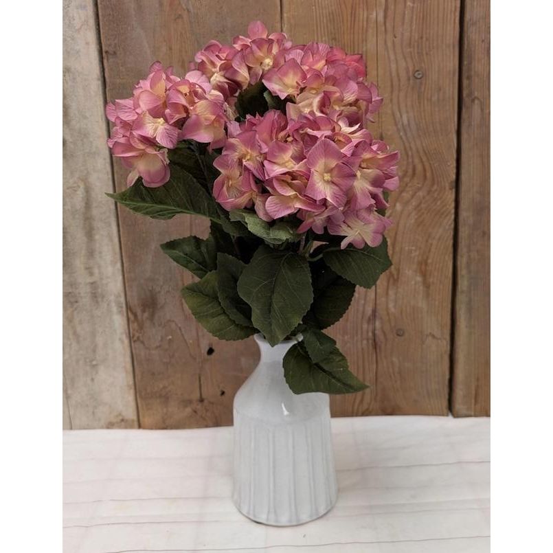 Hydrangea Bush