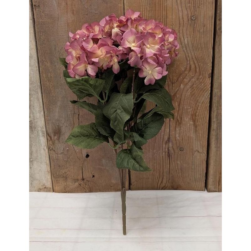 Hydrangea Bush
