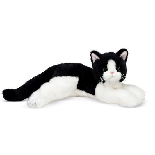 Domino the Black & White Cat