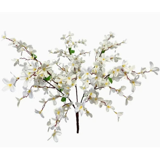 Tweedia Bush X 5 - 24” - Cream